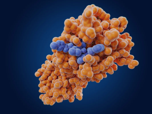 3CL Protease Inhibitors: How Do They Help Fight Infections?